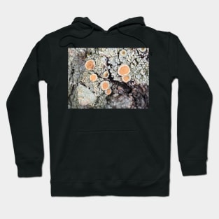 Lichen on a tree bark Hoodie